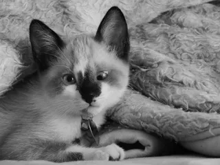 猫，加塔猫，哺乳动物，小猫，宠物，猫的眼睛，猫的