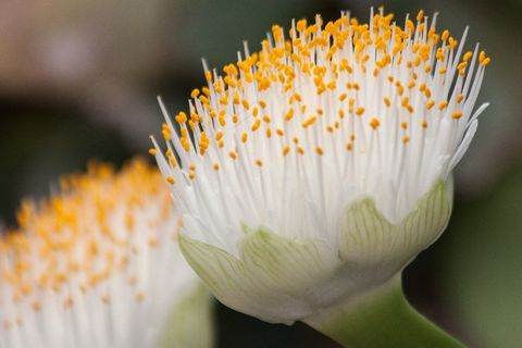 白血花，花，白色，黄色