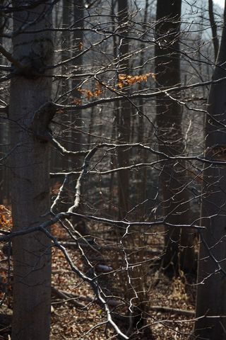 山毛榉木，山毛榉木，树木，树枝，森林，审美