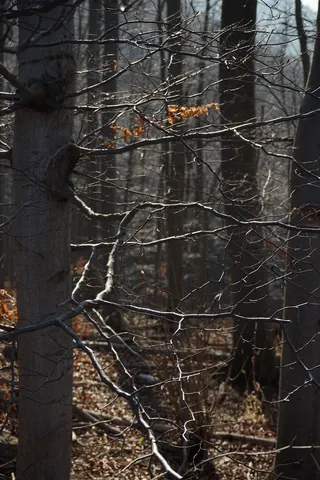 山毛榉木，山毛榉木，树木，树枝，森林，审美