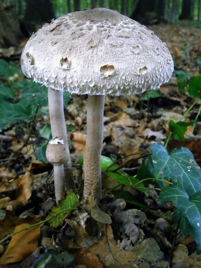蘑菇，蘑菇，灰色，白，性质，森林
