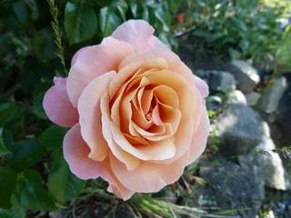 鲜花，粉红色，宏，花园，开花，盛开