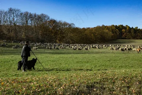 景观，海尼希，Schäfer，羊，牧羊人，动物