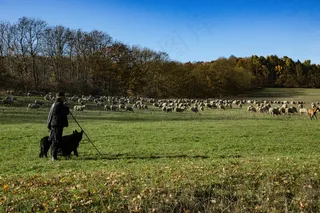 景观，海尼希，Schäfer，羊，牧羊人，动物