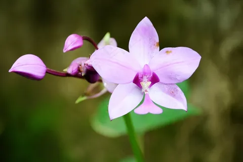 花,紫色的花,花园,性质,植物,斯里兰卡 花,紫色的花,花园,性质,植物,斯里兰卡