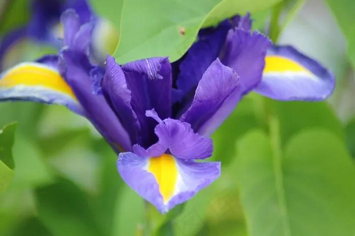鸢尾花虹膜，花，植物，开花，性质
