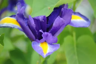鸢尾花虹膜，花，植物，开花，性质