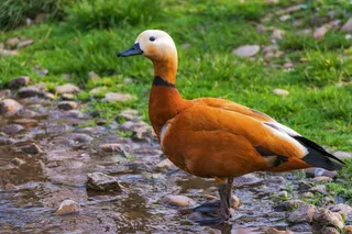 Ruddy Shelduck，Réceféle，鸟，羽毛