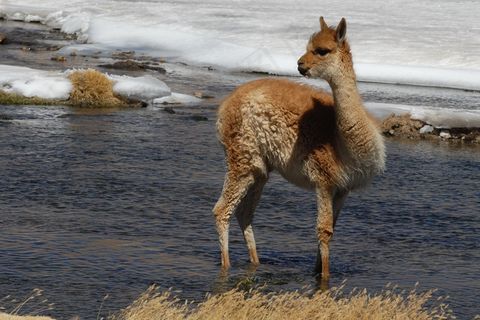 喇嘛，智利，安第斯山脉，动物，动物区系