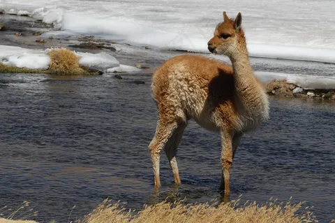 喇嘛，智利，安第斯山脉，动物，动物区系