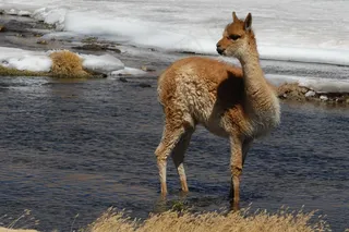 喇嘛，智利，安第斯山脉，动物，动物区系