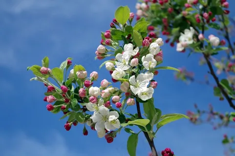 花卉,苹果花,海棠花,荷花,工笔画,苹果树盛开 花卉,苹果花,海棠花,荷花,工笔画,苹果树盛开