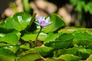 度假村，安纳塔拉，华欣，泰国，假期，豪华