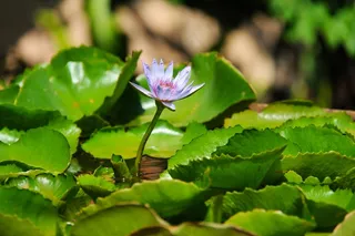 度假村，安纳塔拉，华欣，泰国，假期，豪华