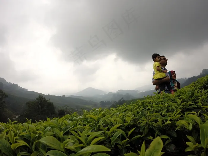 三通，茶园，家庭，云，自然，天空