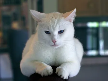 猫,白色,猫的,可爱,休息,家具,在室内 猫,白色,猫的,可爱,休息,家具,在室内