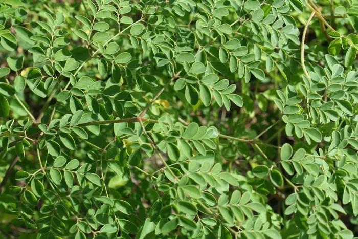 水罐，半干旱，偏远地区，Sergipe，食品，植物疗法