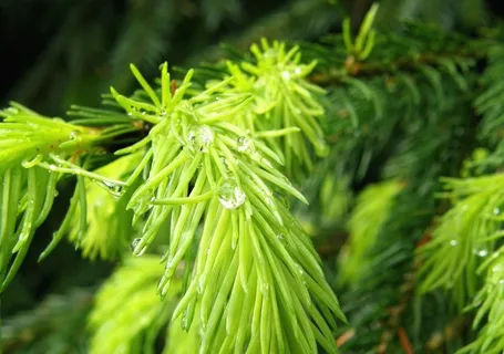 性质,详细信息,植物,宏,针,云杉,露水 性质,详细信息,植物,宏,针,云杉,露水