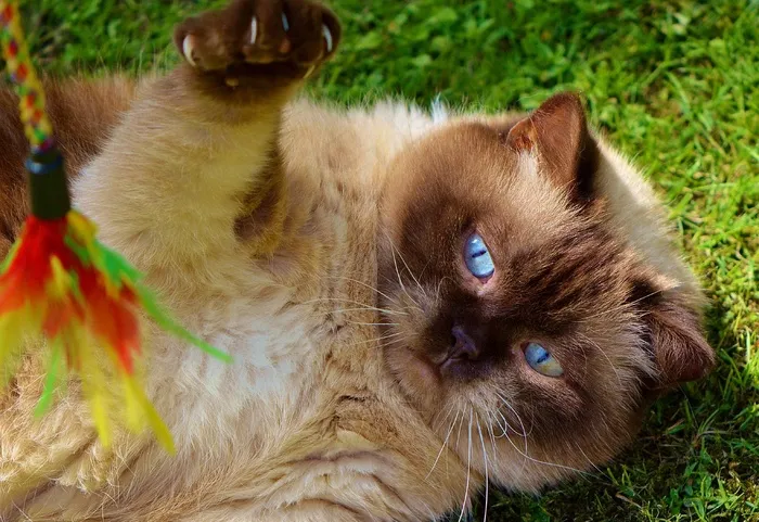 猫，英国短毛猫，戏剧，米氏，纯种，亲爱的