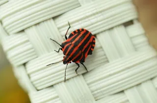 地带错误，错误，宏，昆虫，红色，昆虫照片，关闭