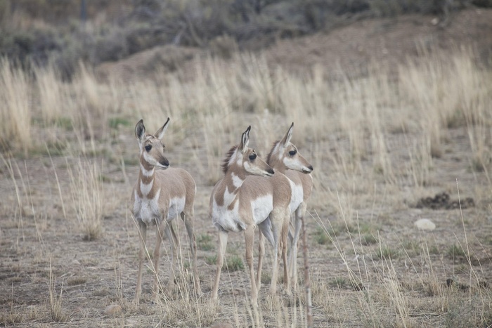 叉角羊，野生，自然，野生动物，动物