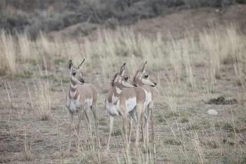 叉角羊，野生，自然，野生动物，动物