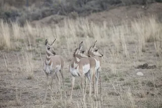 叉角羊，野生，自然，野生动物，动物