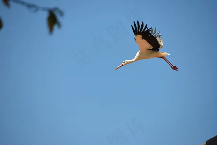 鹳，鸟，动物，拨浪鼓鹳，白鹳