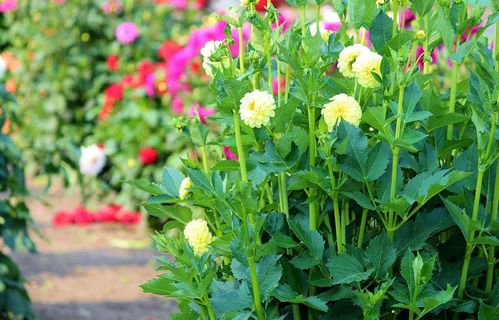 翠菊，鲜花，字段，销售，自己选择，挑选