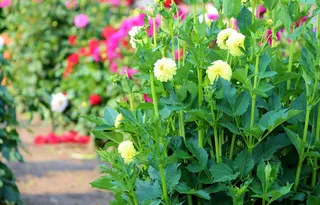 翠菊，鲜花，字段，销售，自己选择，挑选