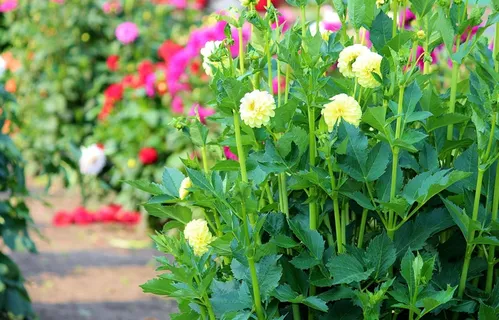 翠菊,鲜花,字段,销售,自己选择,挑选 翠菊,鲜花,字段,销售,自己选择,挑选