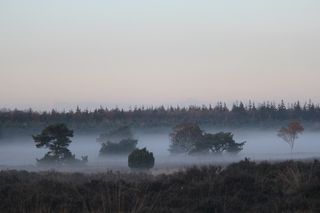 Veluwe，风景，森林，雾气弥漫，荷兰
