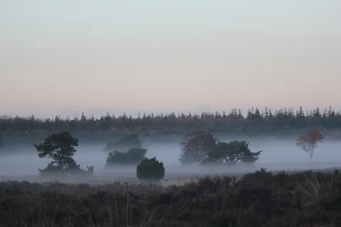 Veluwe,风景,森林,雾气弥漫,荷兰 Veluwe,风景,森林,雾气弥漫,荷兰