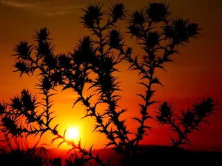 日落，自旋，植物，太阳，天空，红色，橙色，火