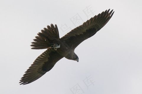 虫子,玩具,工艺品,矛隼,游隼,黑鹰：加里的老鼠