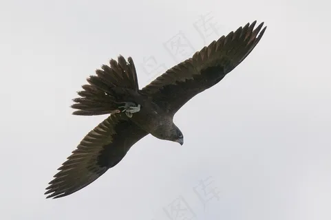 虫子,玩具,工艺品,矛隼,游隼,黑鹰：加里的老鼠