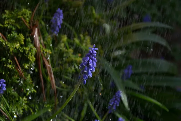 淋浴，雨，花，紫色，葡萄，风信子，特写