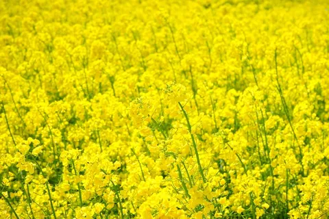 油菜田,油菜,布吕特米尔,黄色 油菜田,油菜,布吕特米尔,黄色