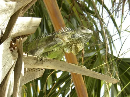 蜥蜴，自然，绿色，热带，树，棕榈