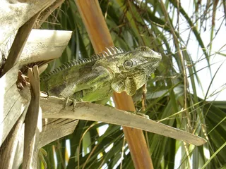 蜥蜴，自然，绿色，热带，树，棕榈