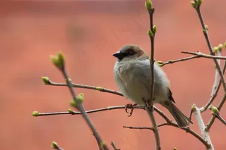 麻雀，麻雀，鸟，鸣鸟，自然，枝杈