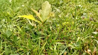 接穗，橡树，树，草地，性质，落叶乔木