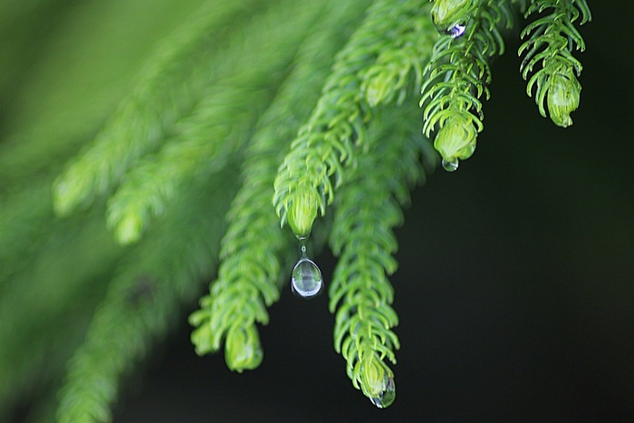 叶，雨，性质，滴植物，叶子，水，植物