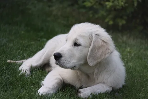 小狗,狗,动物,每个,白,猎犬 小狗,狗,动物,每个,白,猎犬