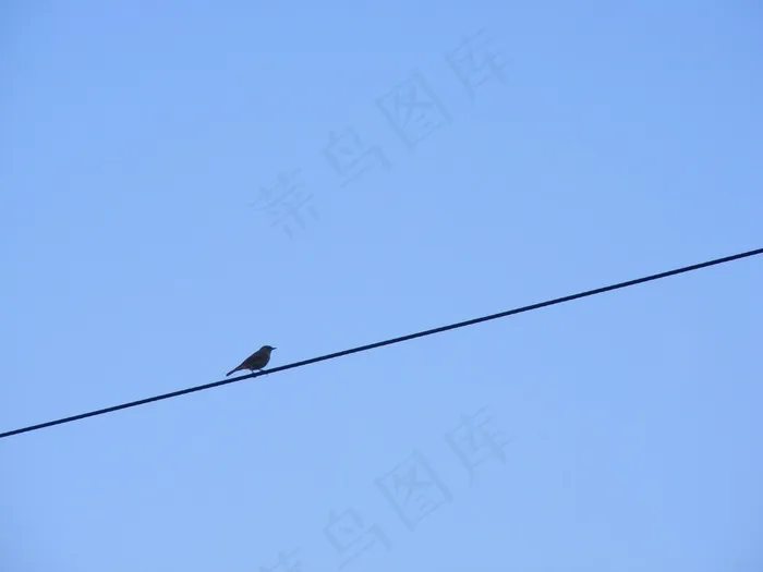 天空,飞机,黑翅鸢,燕子,乌鸦,鸟栖息在电线上的剪影