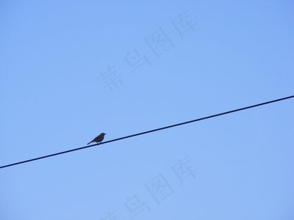 天空,飞机,黑翅鸢,燕子,乌鸦,鸟栖息在电线上的剪影