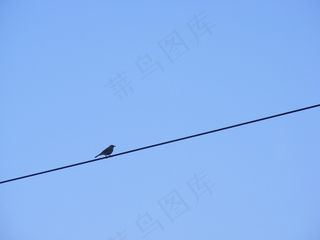 天空,飞机,黑翅鸢,燕子,乌鸦,鸟栖息在电线上的剪影