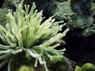 水下，海葵，潜水，珊瑚礁，热带，海洋