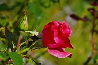 玫瑰，花，红色，夏天，植物，花的，绿色，盛开