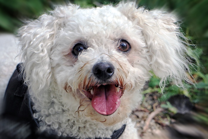 比熊犬，比熊犬，狗，头，肖像，宠物